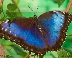 Morpho Helenor Marinita