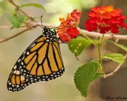 Danaus plexippus