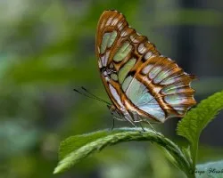 Siproeta stelenes