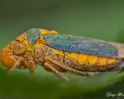 Homóptero- família cicadellidae