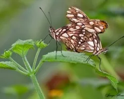 Cópula de la agraulis vanillae
