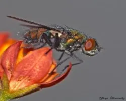 Una mosca