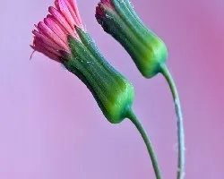 Flor silvestre
