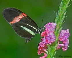 Heliconius melpomene