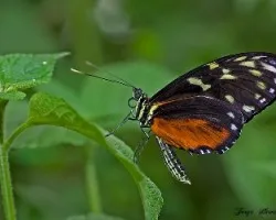 Heliconius hecale