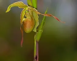 Phragmipedium sp