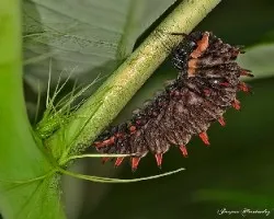 Battus polydamas polydamas
