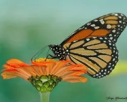 Danaus plexippus