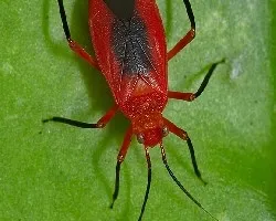 Chinche rojo y negro