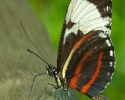 Heliconius  cidno galantus