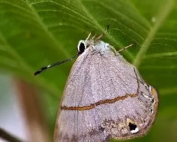 Mariposilla