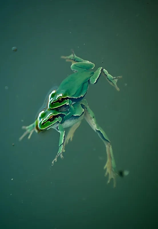 Foto