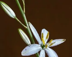Anthericum liliago