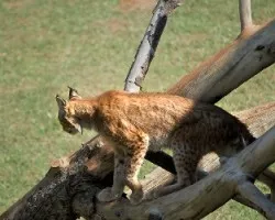 Lince iberico?