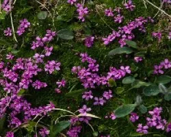 Silene acaulis