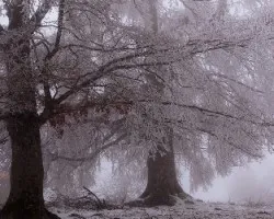 Niebla helada