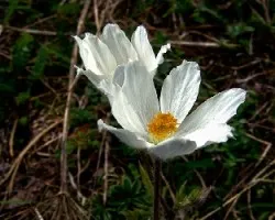 Pulsatilla alpina