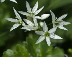 Nothoscordum sp