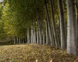 Bosque de ribera