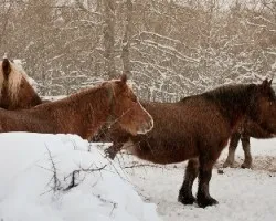 Caballos en invierno