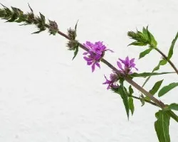 Lythrum salicaria