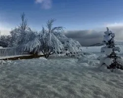 Mi jardin en febrero