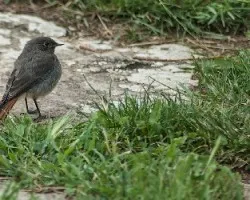 Phoenicurus ochruros