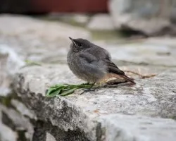 Phoenicurus ochruros