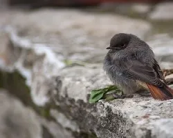 Phoenicurus ochruros