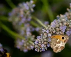 Lepidoptero que no conozco