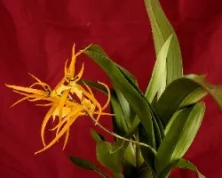 Brassia sp