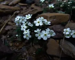 Saxifraga