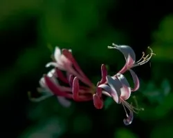 Lonicera