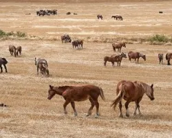 Caballos