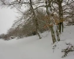 Subiendo ahayas siete