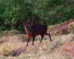 Mazama americana