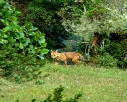 Canis Latrans