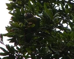 Pionopsitta haematotis
