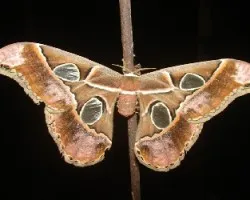 Mariposa nocturna