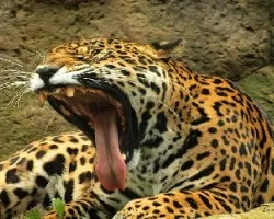 Encuentro con Jaguar 