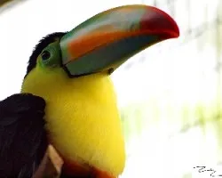 Ramphastos sulfuratus