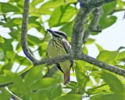 Myiodynastes luteiventris