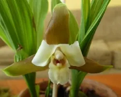 Lycaste xitrophora