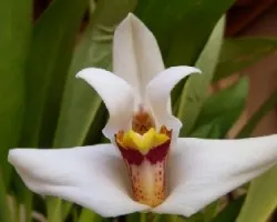 maxillaria