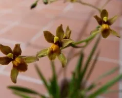 Orquidea Cyrtochilum
