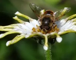 abeja