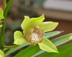 Cymbidium