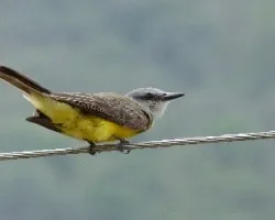 Tyrannus melancholicus