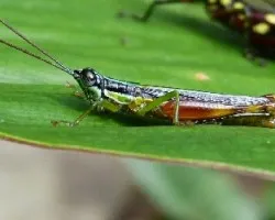 Pequeño saltamontes