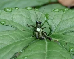Saltamontes en la amazonia